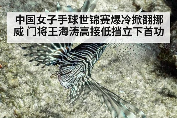 中国女子手球世锦赛爆冷掀翻挪威 门将王海涛高接低挡立下首功